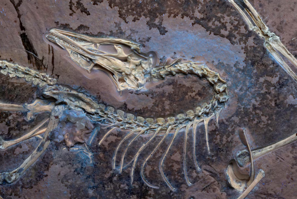 Chicago museum's fossil yields insights on famed early bird Archaeopteryx