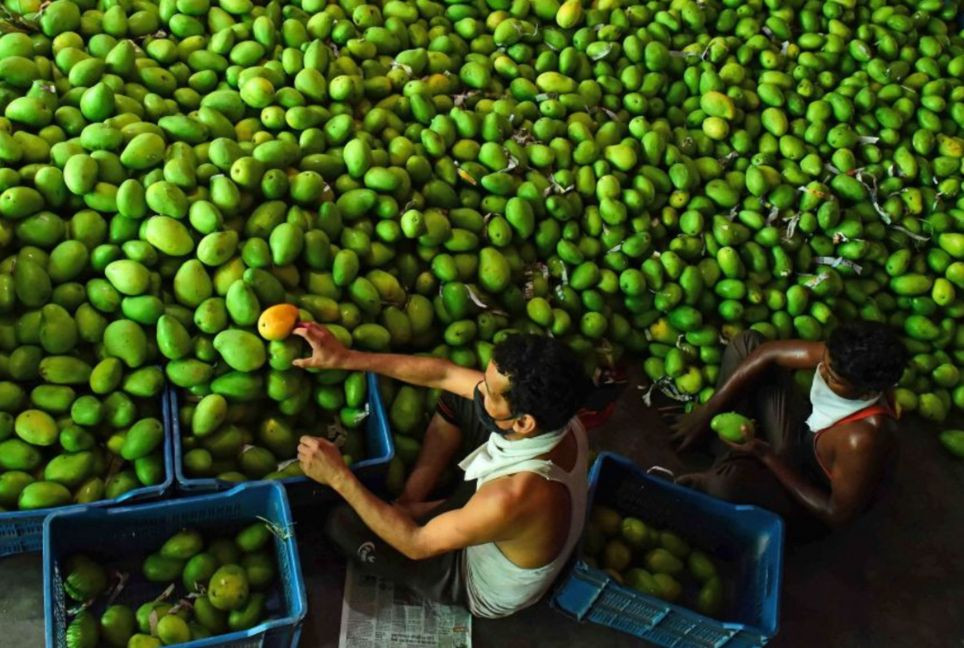 Mango starts arriving in Rajshahi markets
