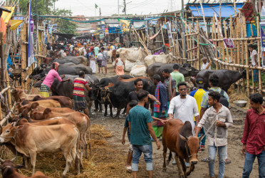 Authorities to allow 19 cattle markets in capital