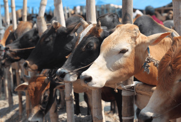 Country has over 20.68 lakh surplus livestock against Eid demand