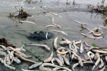 Meghna’s toxic turn: Mass fish deaths devastate river communities