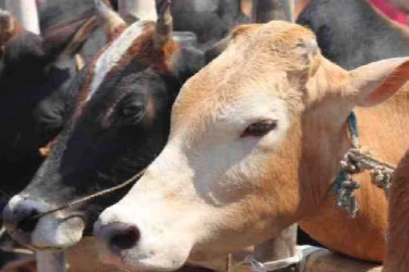 Sylhet sees surplus of sacrificial animals ahead of Eid-ul-Azha