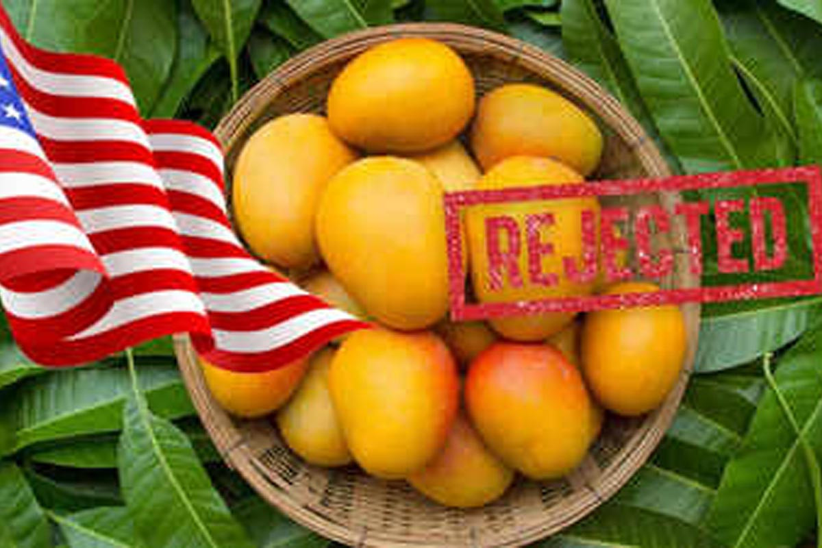 Forced to destroy: US rejects 15 mango shipments from India, exporters face $500,000 loss