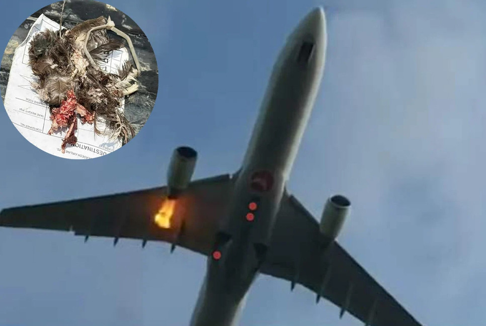 Turkish Airlines flight makes emergency landing at Shahjalal after bird strike