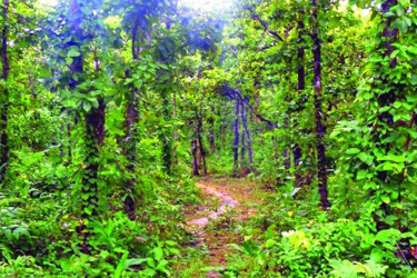 Forest land worth Tk 12 lakh crore under encroachment