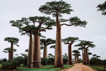 Discover the world's 5 largest islands full of ice, rainforests, and wild adventure