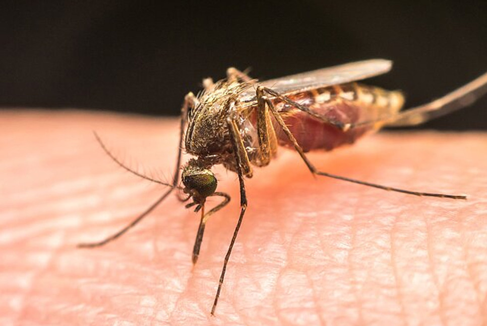 Scientists propose curing mosquitoes of Malaria