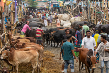 Self-Reliance in Sacrificial Animals: Govt urged to sustain livestock gains
