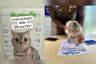 Cat "arrested" in Bangkok for biting cops during rescue