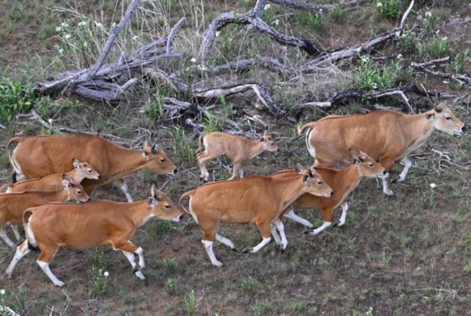 Cambodian rare wild cattle herded by helicopter