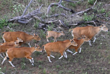 Cambodian rare wild cattle herded by helicopter