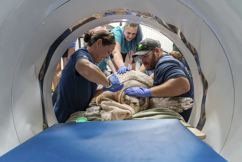 302-pound loggerhead sea turtle gets CT scan after boat strike, with a surprise
