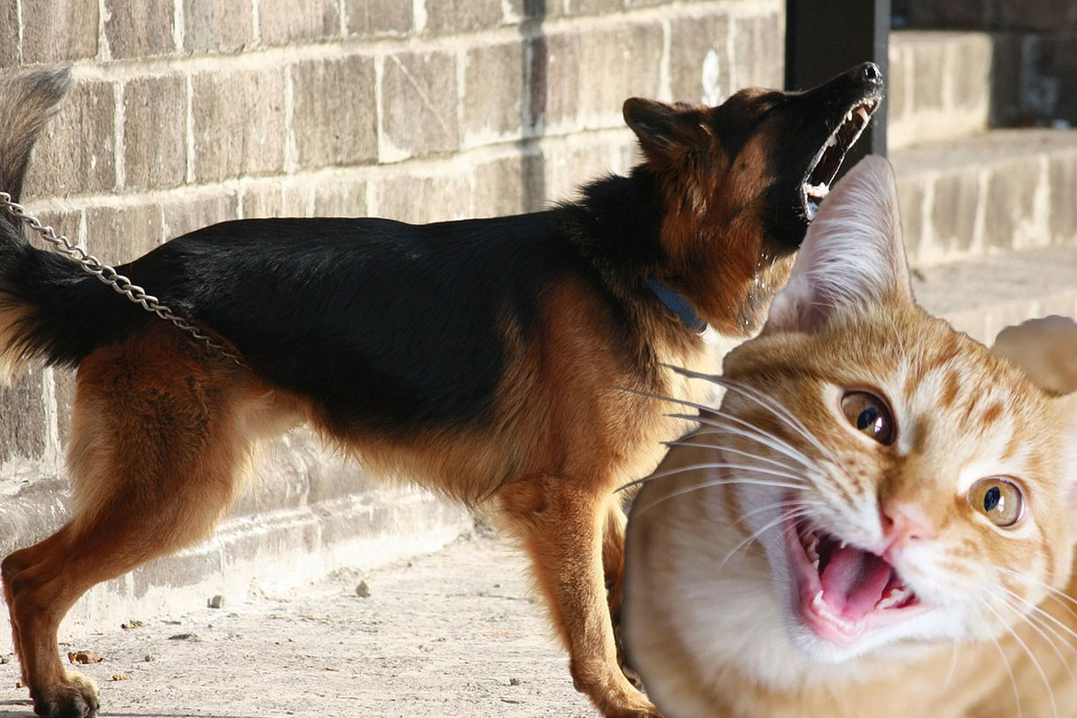 Can Baidu’s new AI patent really help us talk to animals?