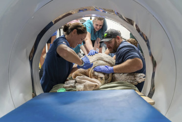 302-pound loggerhead sea turtle gets CT scan after boat strike, with a surprise