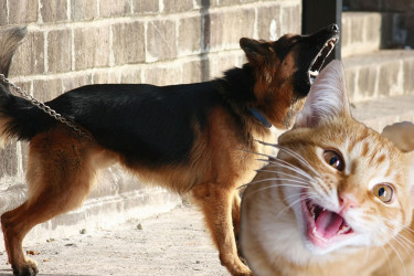 Can Baidu’s new AI patent really help us talk to animals?
