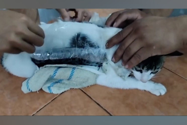 Cat found smuggling drugs into prison