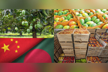 Bangladesh begins mango exports to China today