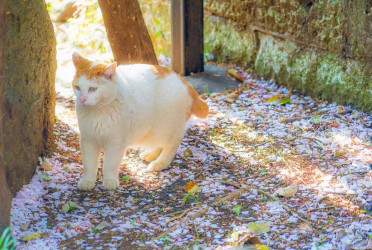 Nagasaki’s ‘good fortune’ cat charm Japan and draw tourists