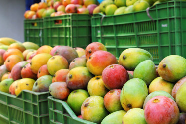 Bangladeshi mangoes enter Chinese market, marking milestone in agricultural trade ties