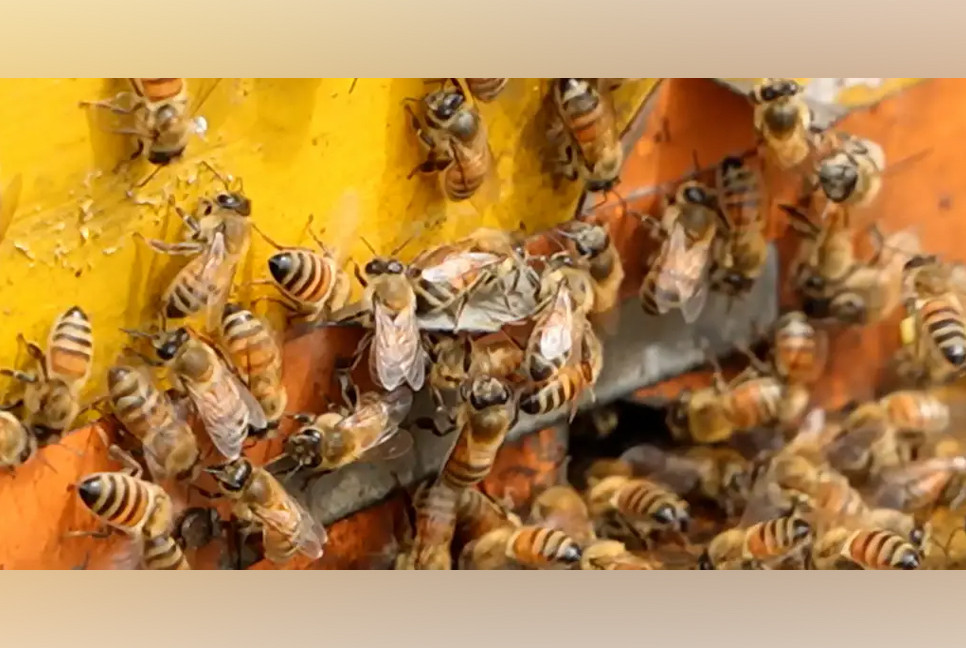 250 million bees escape after truck overturns in US