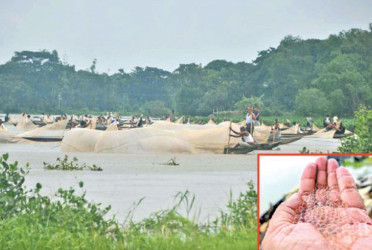 Halda river sees 14,000kg egg haul in first spawning of season till Friday