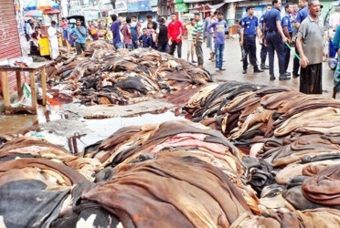 Cow rawhide price fixed ahead of Eid-ul-Azha