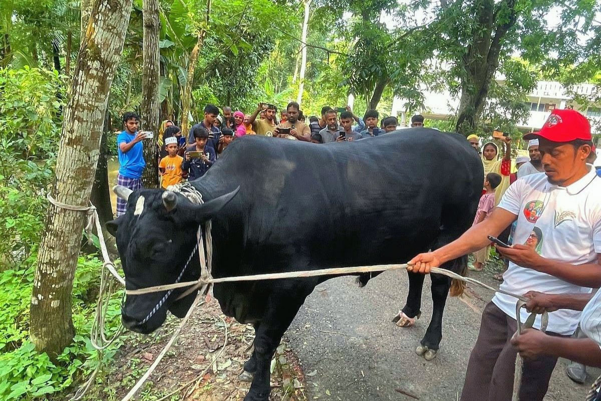 Khaleda returns bull ‘Kalo Manik’, urges supporter to sacrifice in village