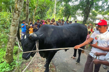 Khaleda returns bull ‘Kalo Manik’, urges supporter to sacrifice in village