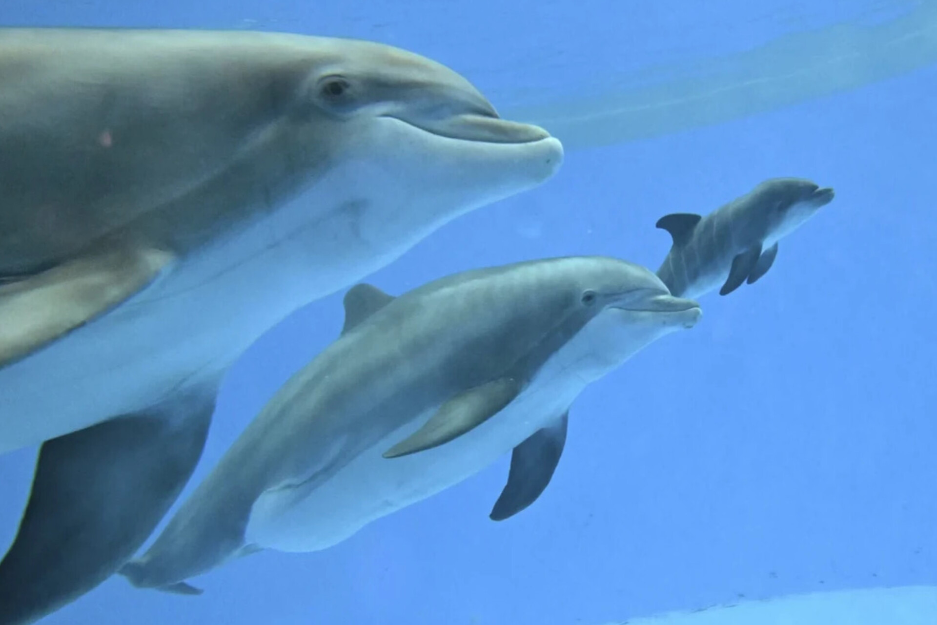 Dolphin calf's birth, first breath captured at zoo—with help from another mom