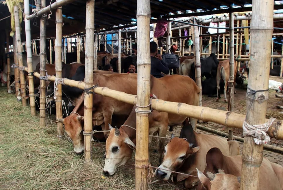 Over 9.1m cattle sacrificed for Eid-ul-Azha, over 3m unsold