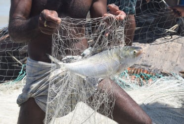 Fishermen, traders happy as hilsa netting begins in Bay of Bengal