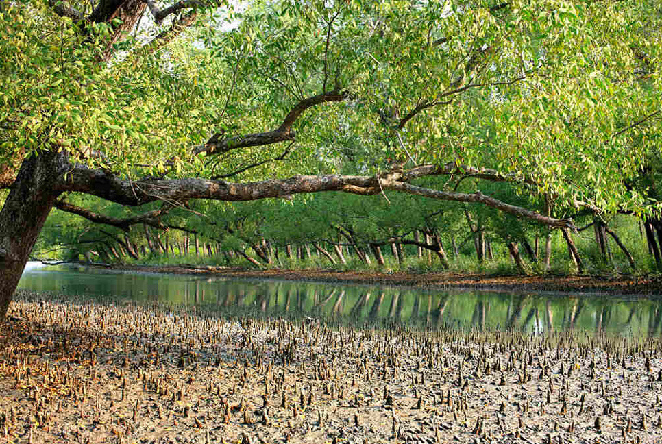 Drone surveillance in Sundarbans renders promising results in wildlife
