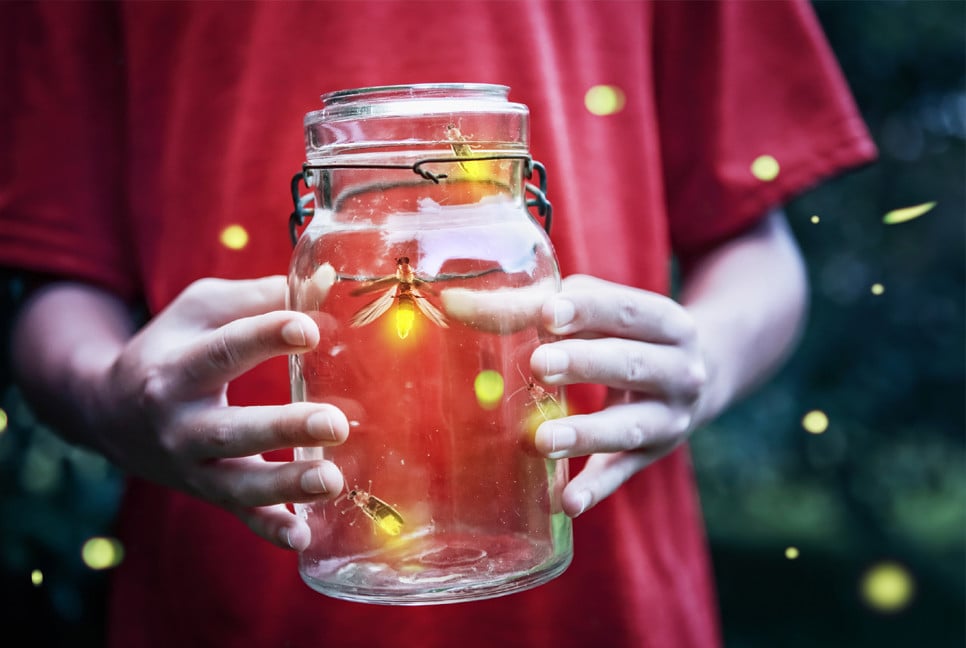 Scientists warn we might be the last generation to see fireflies