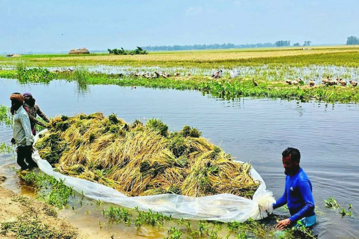 Chalan Beel farmers struggle as floodwaters submerge paddy fields