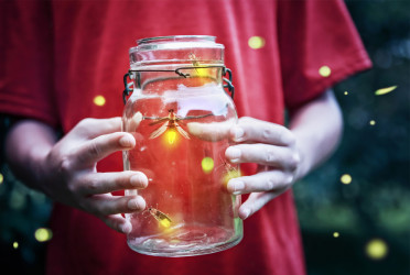 Scientists warn we might be the last generation to see fireflies