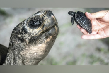 Galapagos tortoise celebrates his 135th birthday and his first Father's Day at Zoo Miami