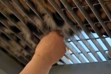 ‘Let’s pull more’: Tiger-hair-pulling at Chinese zoo sparks backlash