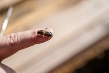 Bee kills billionaire: UAE doctors warn of rare cardiac risks from insect stings