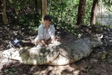 Crocodiles essential for maintaining healthy aquatic ecosystems