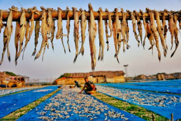 Chattogram dried-fish sector hit by low output, high costs