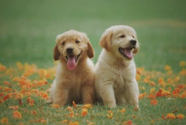 Does our anxiety have an impact on pets? If so, what to do?