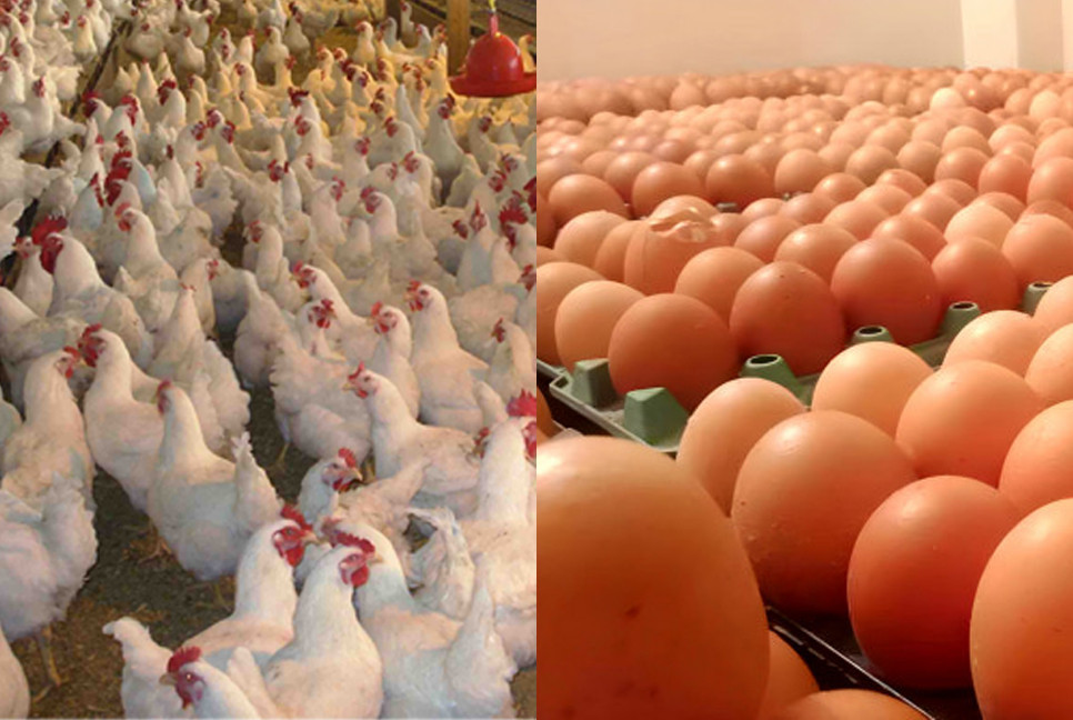 Chicken and egg prices drop in post-Eid market