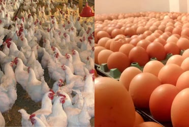 Chicken and egg prices drop in post-Eid market