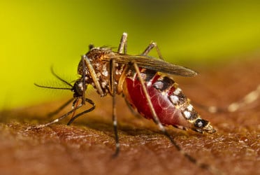Dengue surge raises alarm