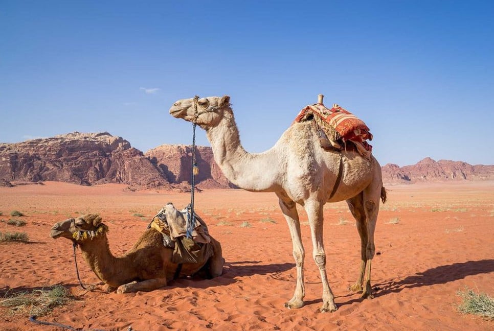 UAE revives camel milk as global superfood with health and autism benefits
