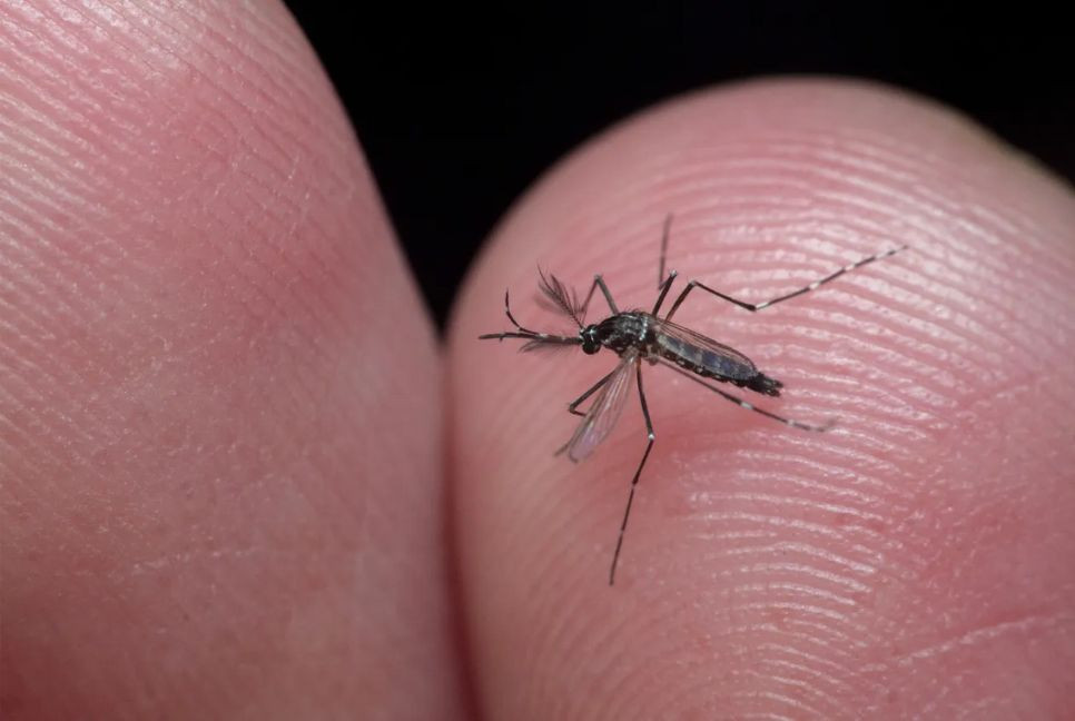 Dengue claims 2 more lives; 392 hospitalised in 24hrs