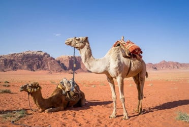 UAE revives camel milk as global superfood with health and autism benefits