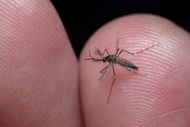 Dengue claims 2 more lives; 392 hospitalised in 24hrs