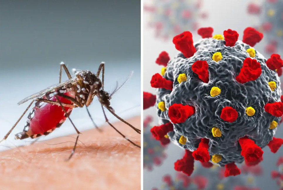 BMU sounds alarm as COVID, dengue cases surge
