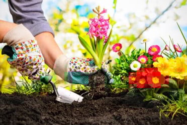 Why gardening is perfect therapy for your body, brain